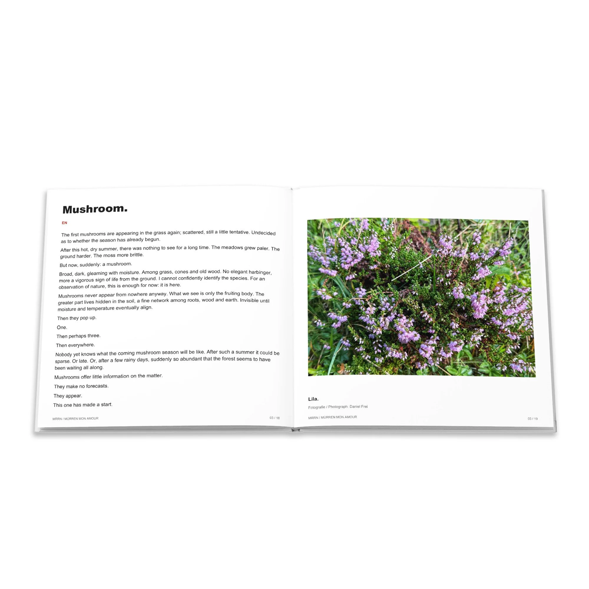 Englischer Text Pilz und violette Blüten zum Beitrag Lila.