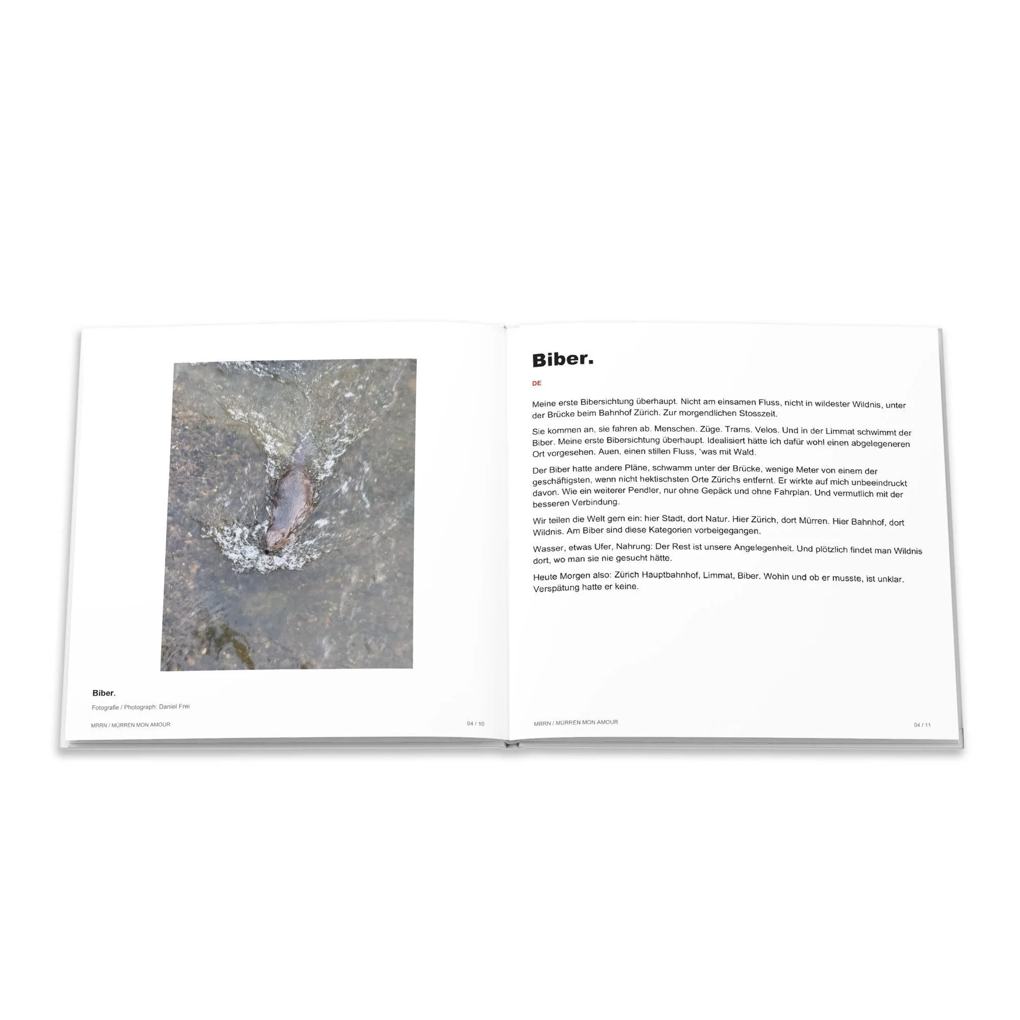 Fotografie zum Beitrag Biber und deutscher Text.