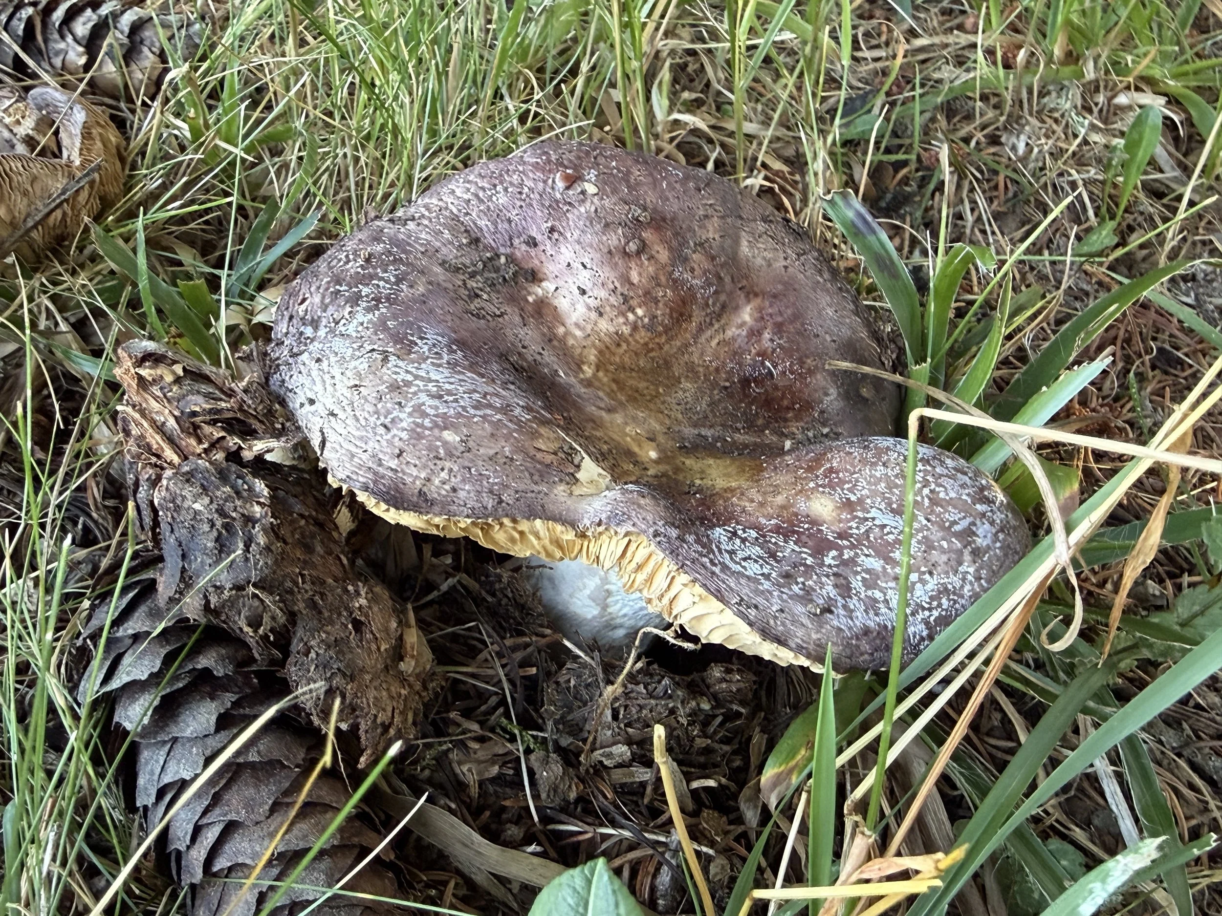 MRRN: Pilz. Fotografie: Daniel Frei