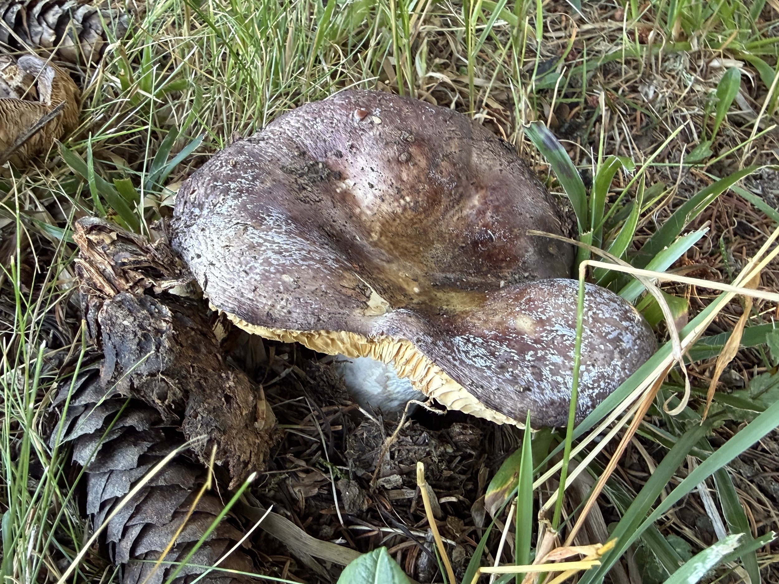 Pilz.