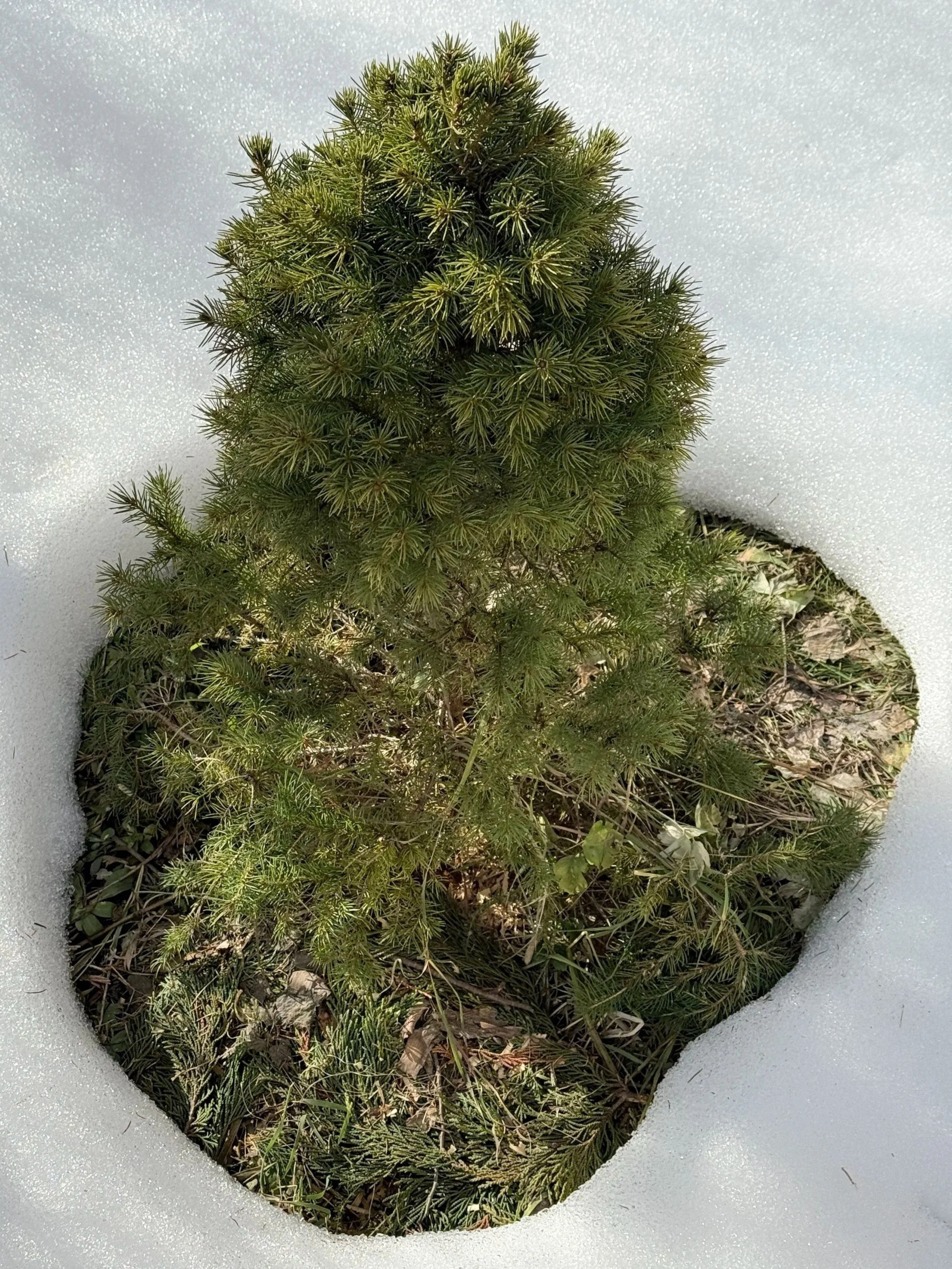 Grüne Weihnachten in Mürren. Fotografie: Daniel Frei