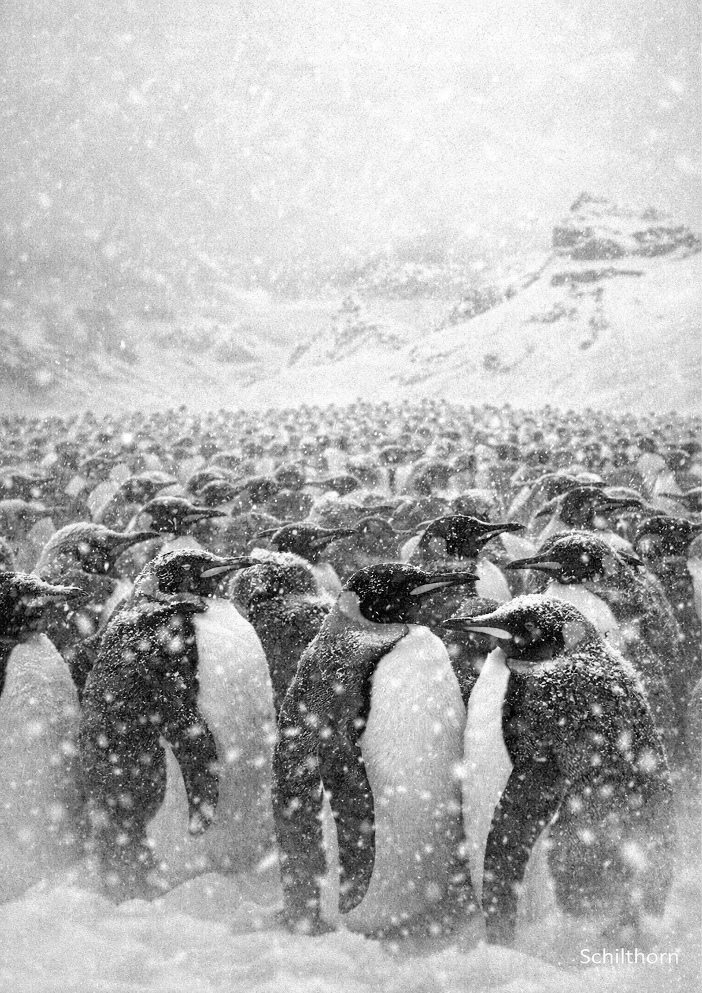 MRRN Daniel Frei Creaturae Königspinguine in Mürren copy.png