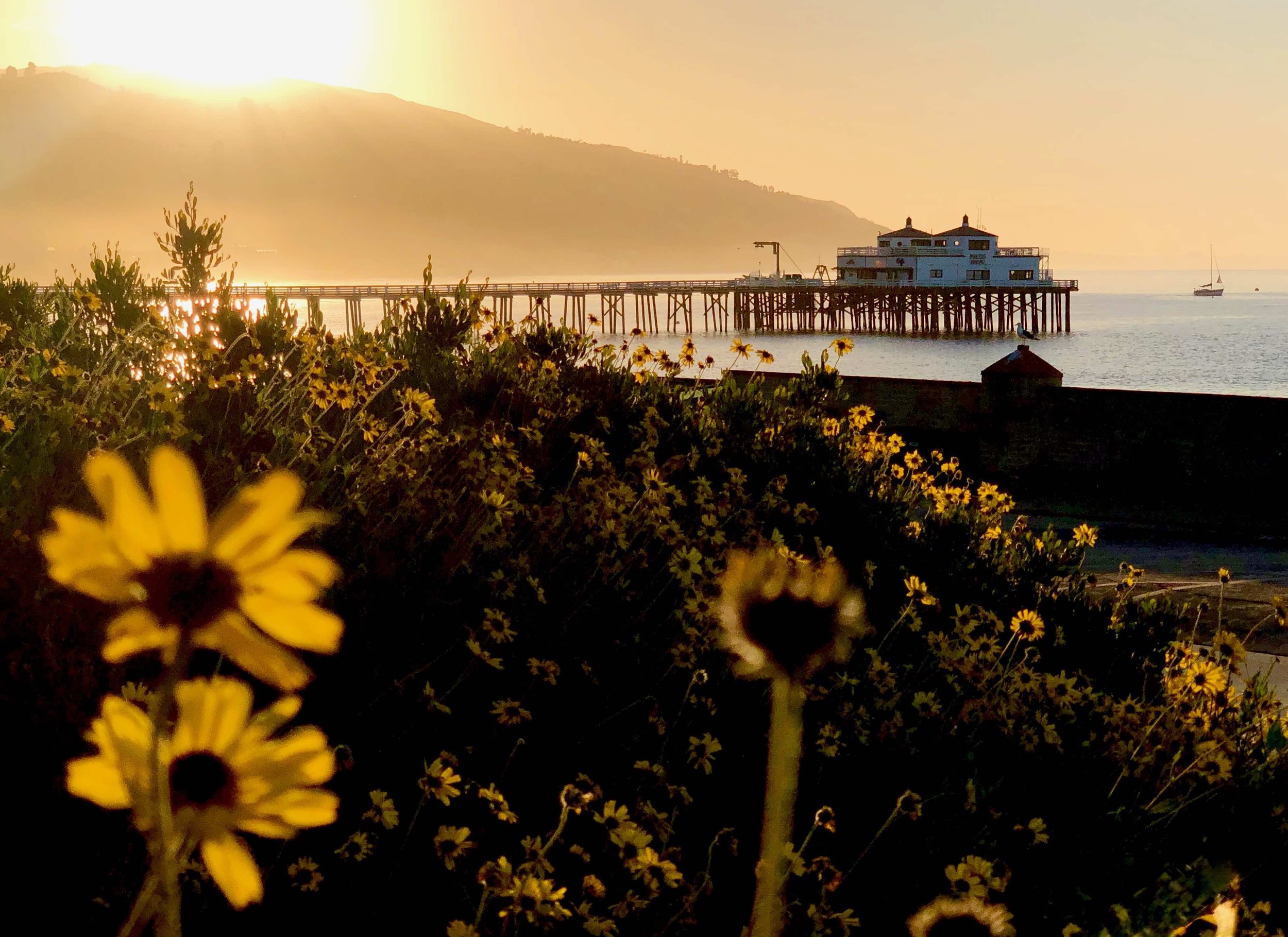 Golden Coastal Bloom