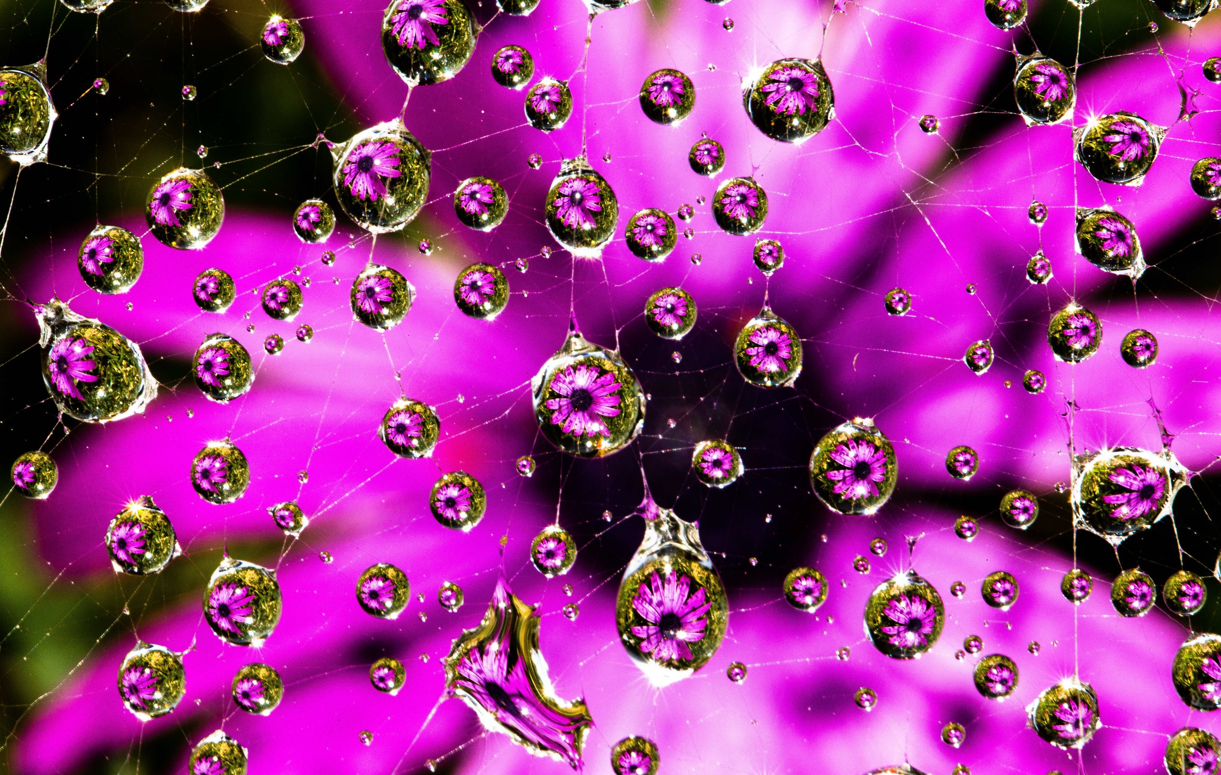 Flower Prism