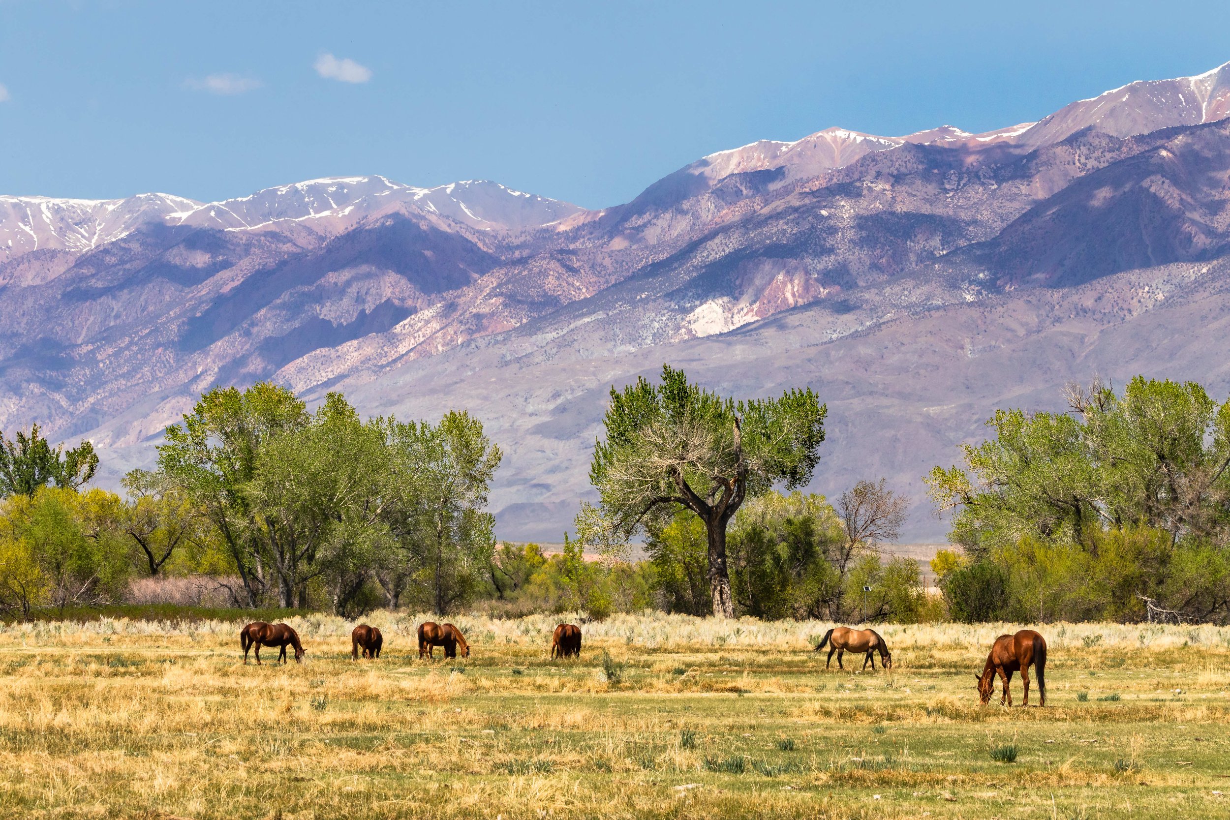 Mountain Meadow Serenity