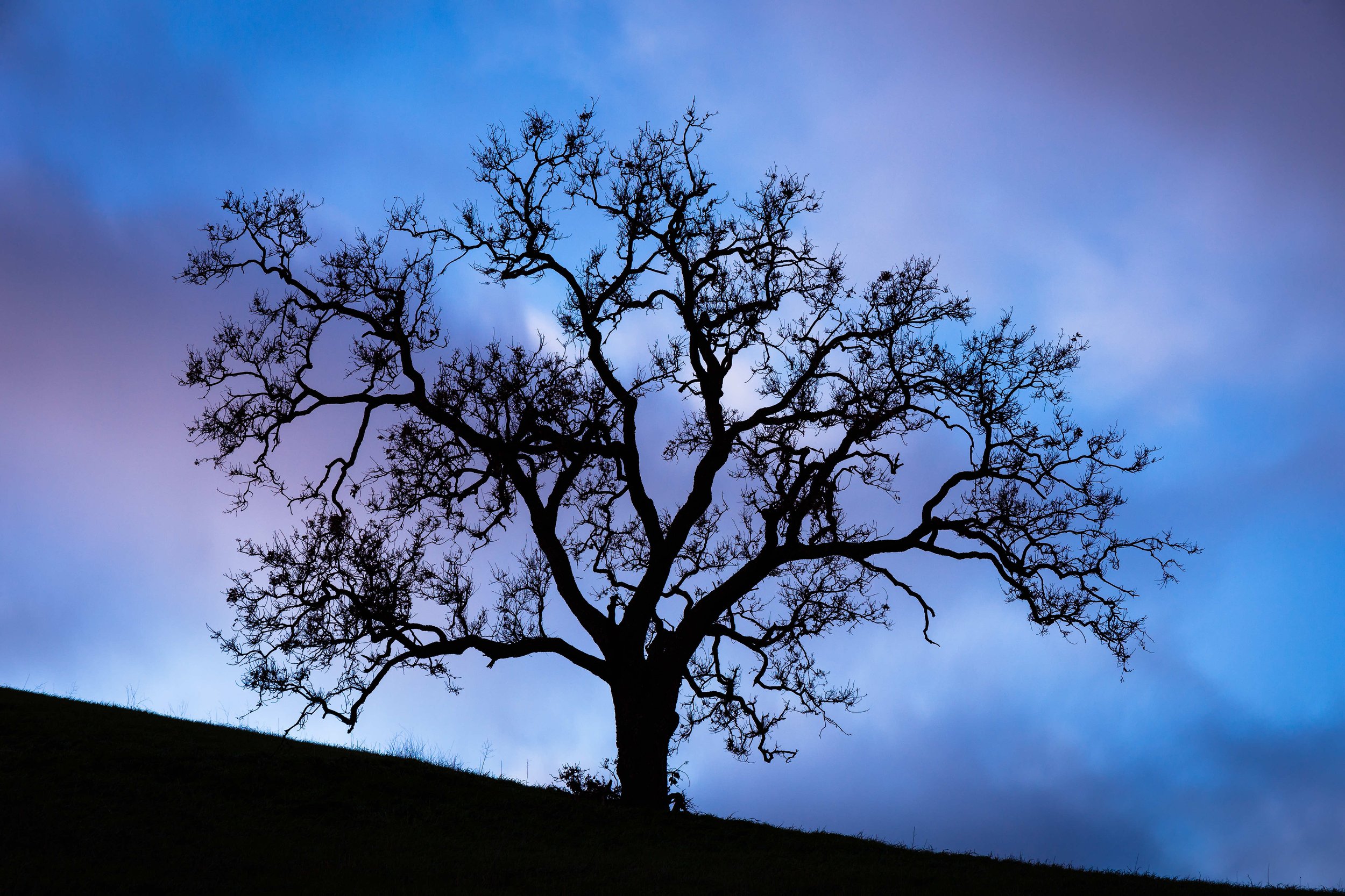Twilight Tree