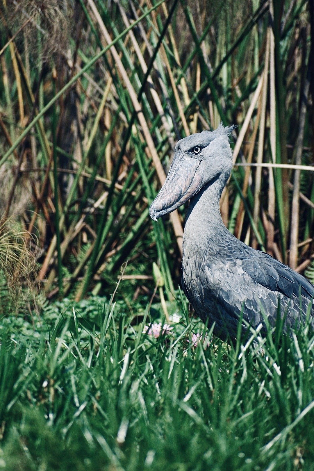 DSC_0907.jpeg