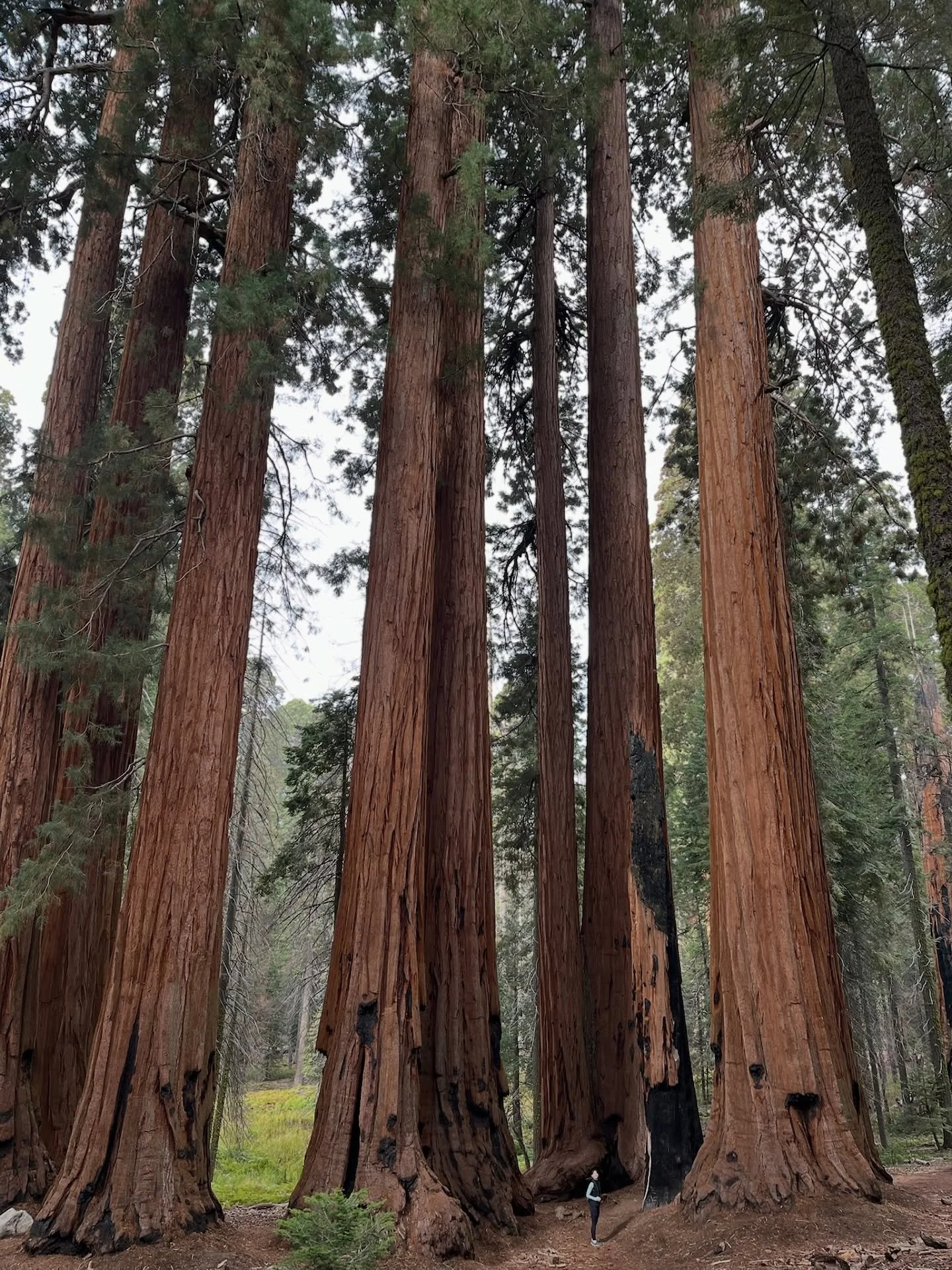 It&rsquo;s like a game of where&rsquo;s wally
Sequoia NP you were gorg
