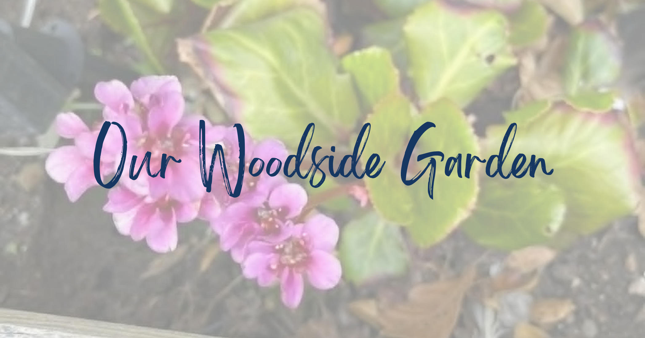 A Quiet Space for Reflection: Visiting Our Woodside Garden in Aberdeen