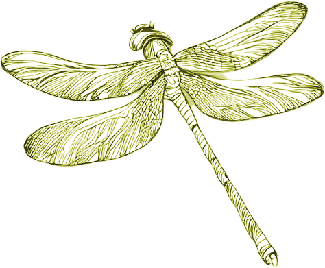 An illustration of a dragonfly with detailed wings and body.