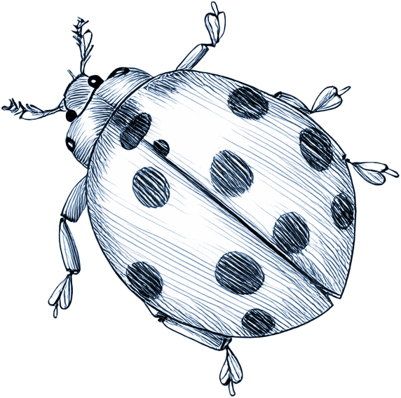 A navy and white illustration of a ladybug with detailed wings and spots.