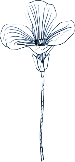 An illustration of a flower.