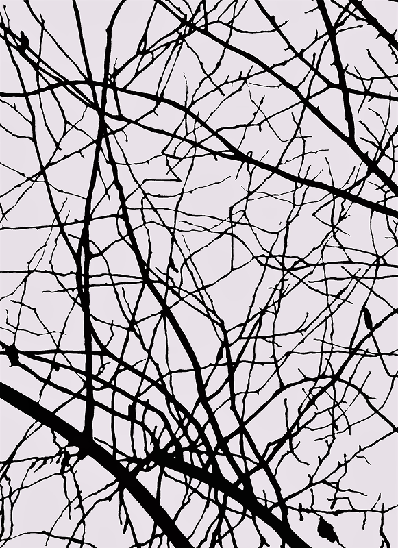 Galería Estructuras arbóreas 01.png