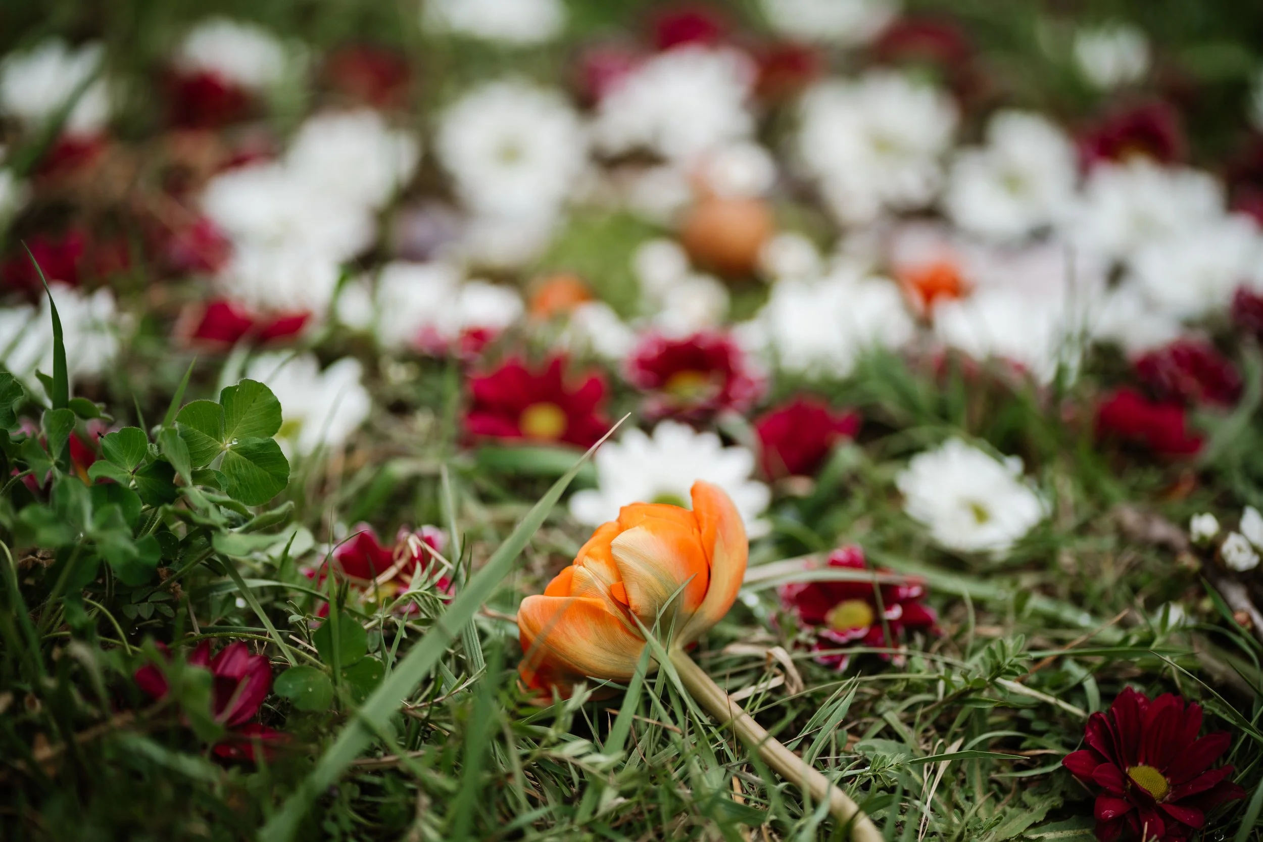 20250413_Vollmondin von manuelaclemens.de (26 von 97).jpg