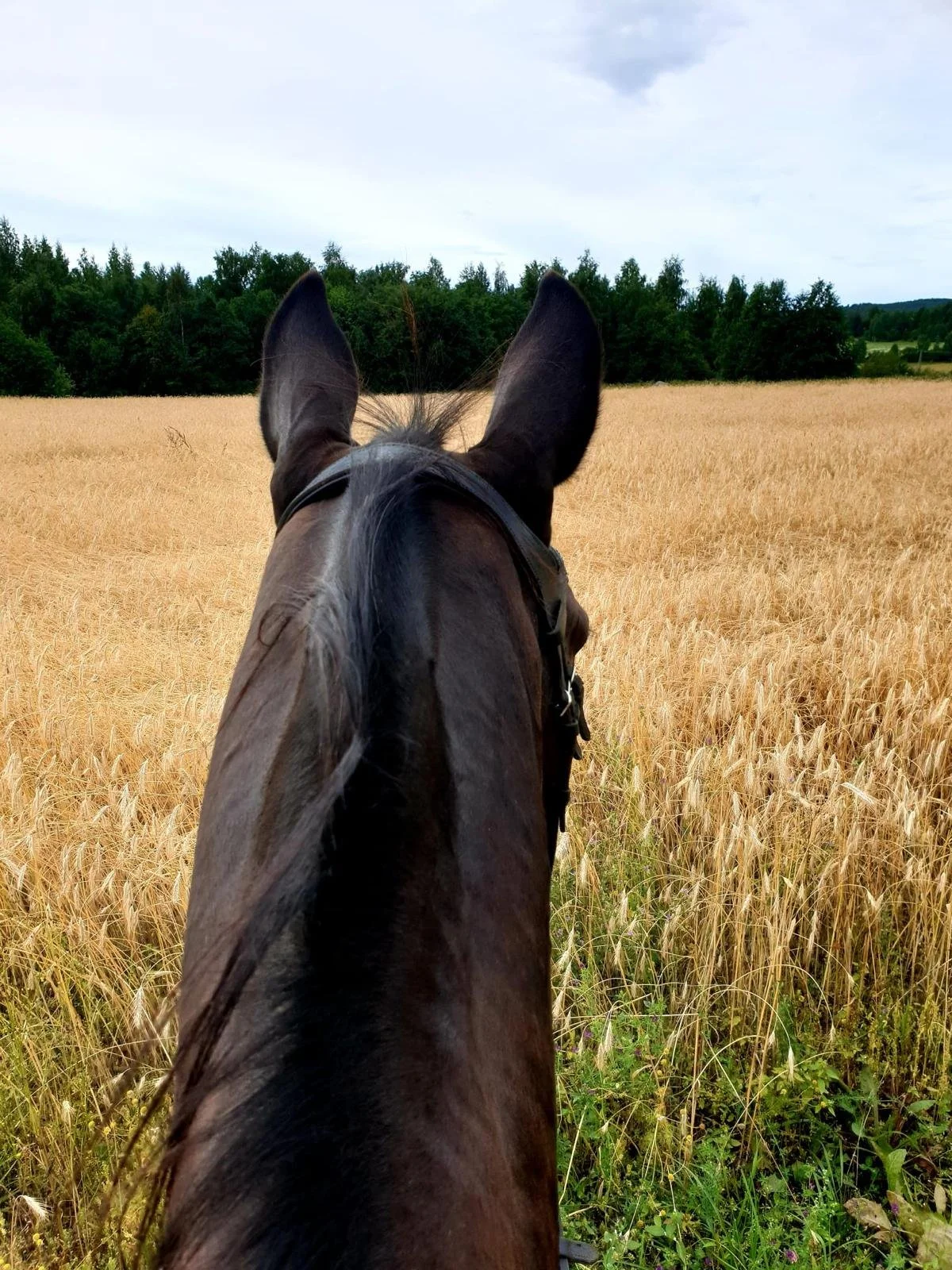 The idyllic Finnish countryside invites to explore on horseback during a slow travel horse retreat.