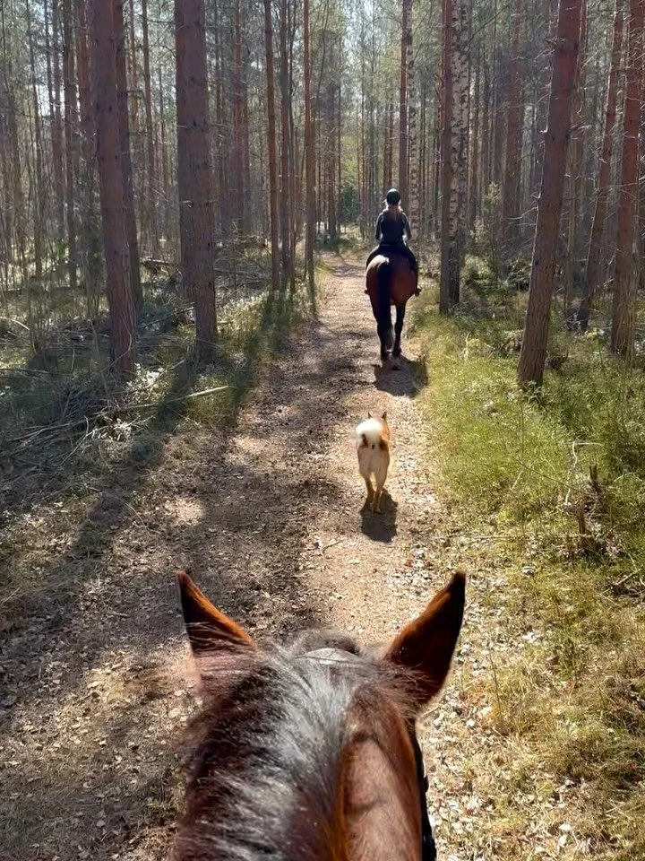 At Slow Travel Horse Holidays at Lake Saimaa, Finland, you are paired with your own horse for a 5- or 7-day immersion.

On the first day, after arriving and settling in, you meet your horse and begin building connection and confidence in the outdoor 