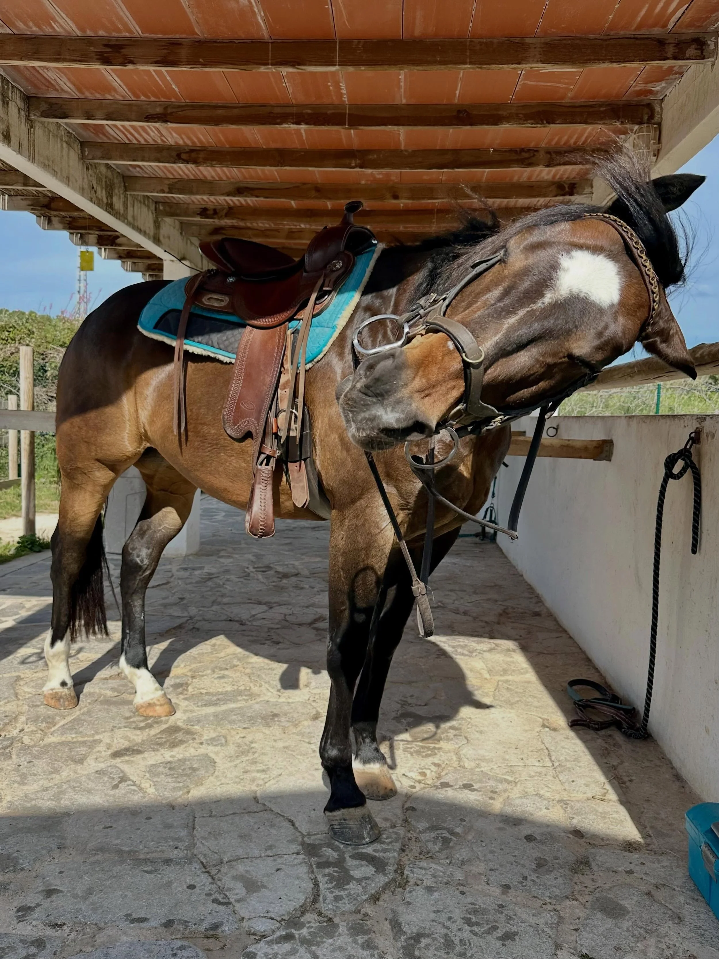 This week I felt so proud of Terri, the Quarter horse who moved to Spain. Watching his confidence grow on new terrains and feeling the trust we have built together over the past three months has been truly special. Now he is ready to continue explori