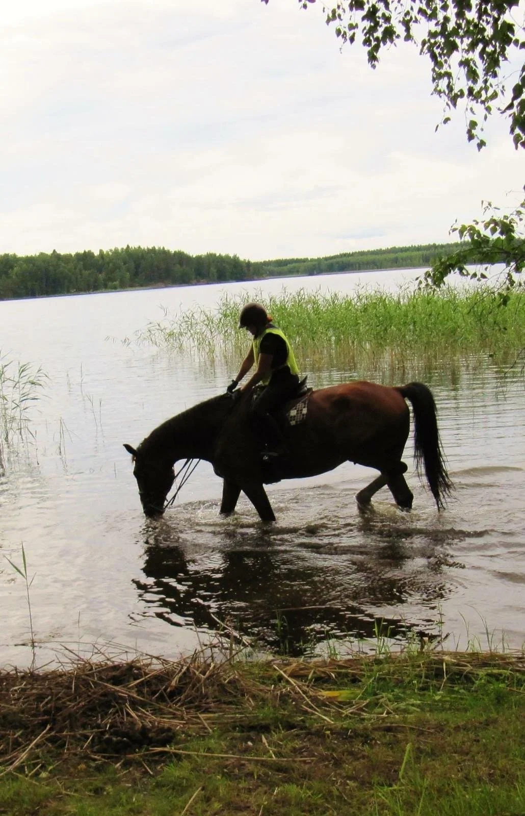 Rider leading a horse toward Lake Saimaa through the Finnish countryside during a slow travel horse retreat.