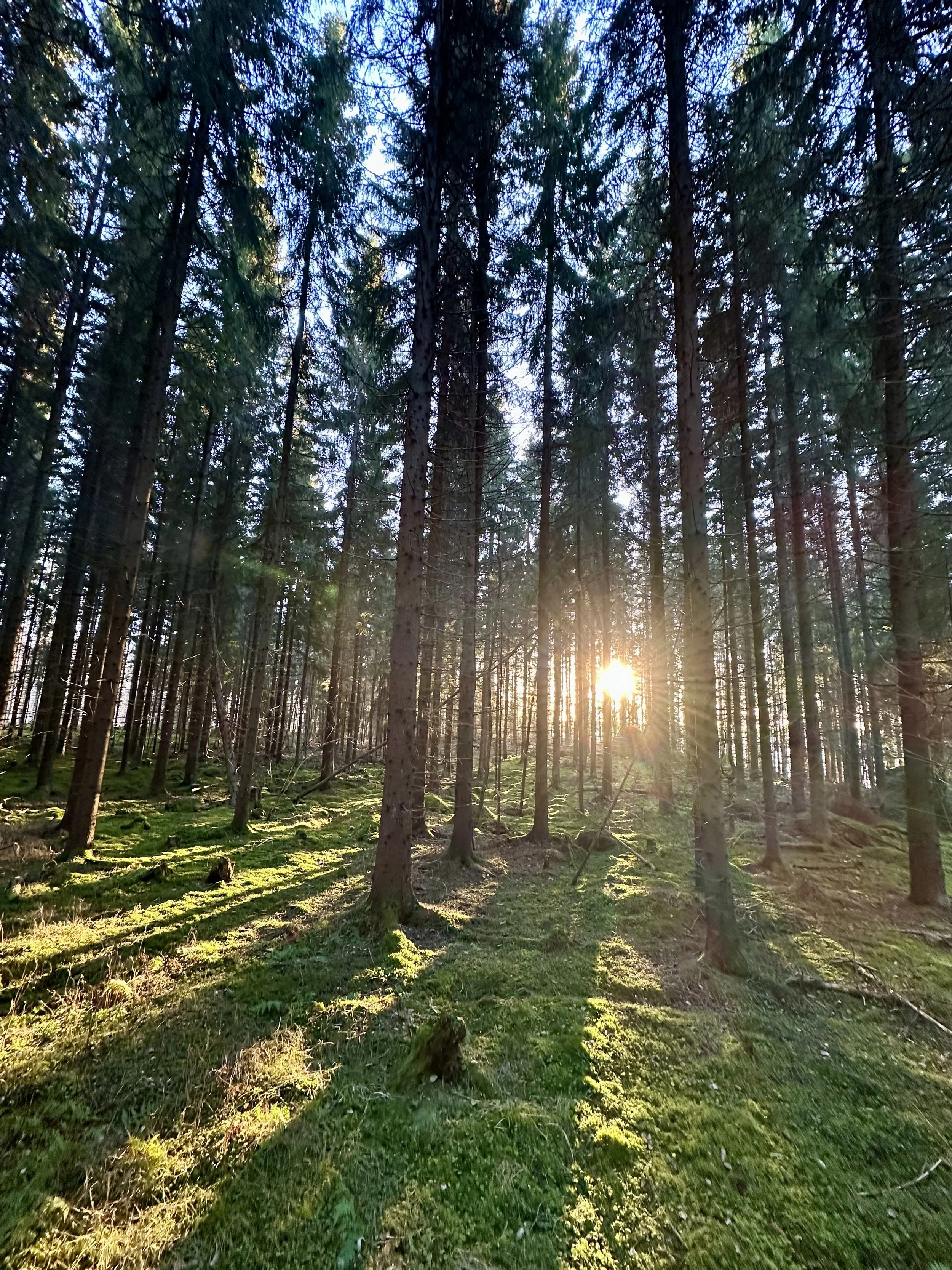 Finnish forest landscape in the Lake Saimaa region, where Sisu leadership experiences and nature-based reflection take place.