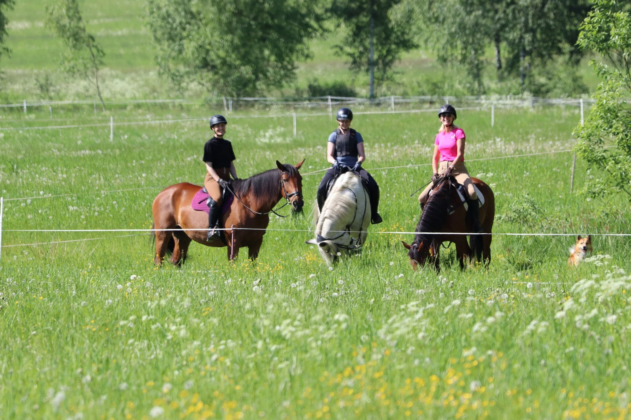 Three riders on horses on summer pasture at Blueberry Villa, Lake Saimaa, Finland, home of The Journey Studio's Slow Travel Horse Holidays, offering sustainable equestrian experiences, nature connection, and authentic Finnish countryside living.