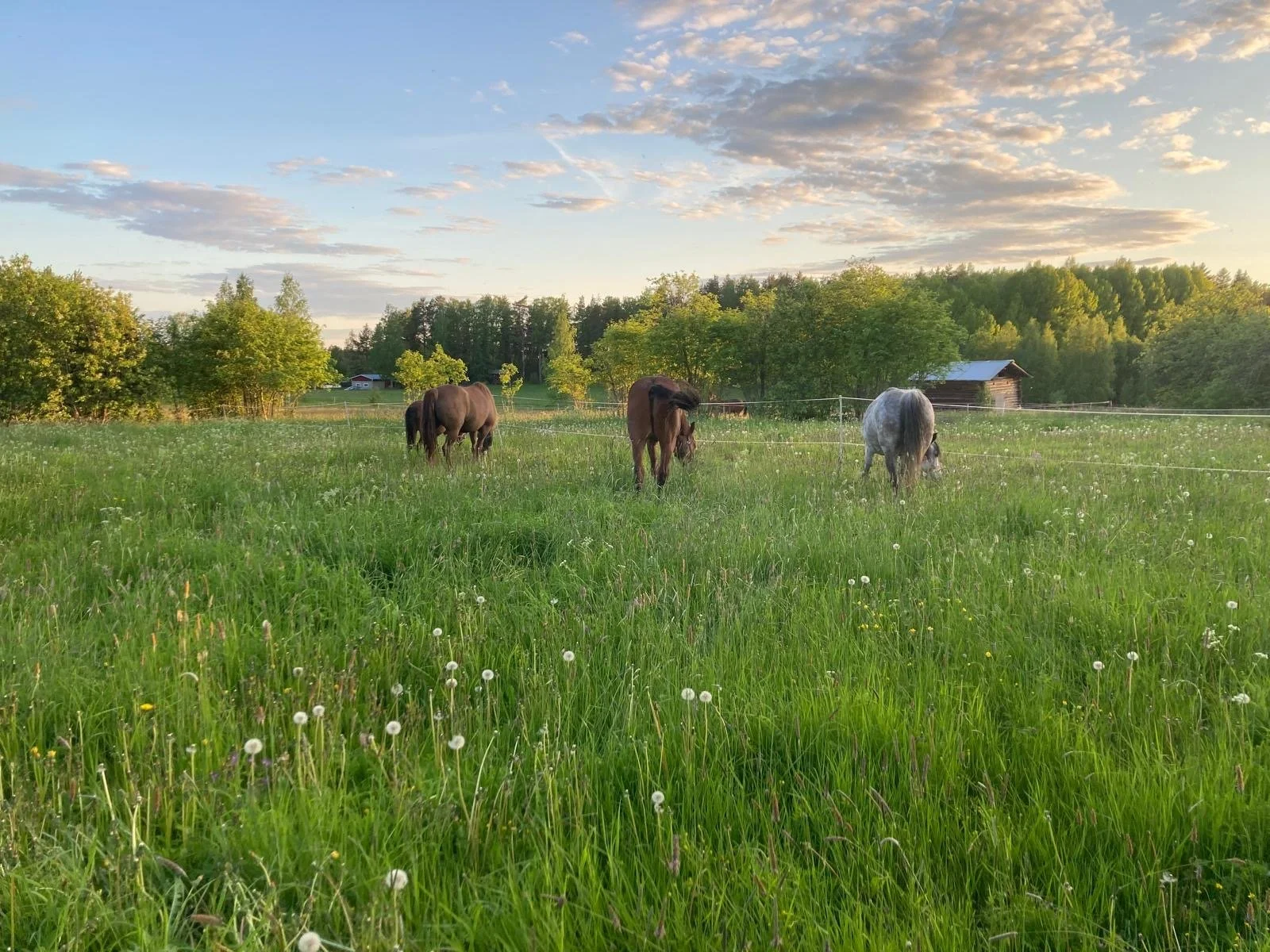 Free-roaming horses on summer pasture at Blueberry Villa, Lake Saimaa, Finland, home of The Journey Studio's Slow Travel Horse Holidays, offering sustainable equestrian experiences, nature connection, and authentic Finnish countryside living.
