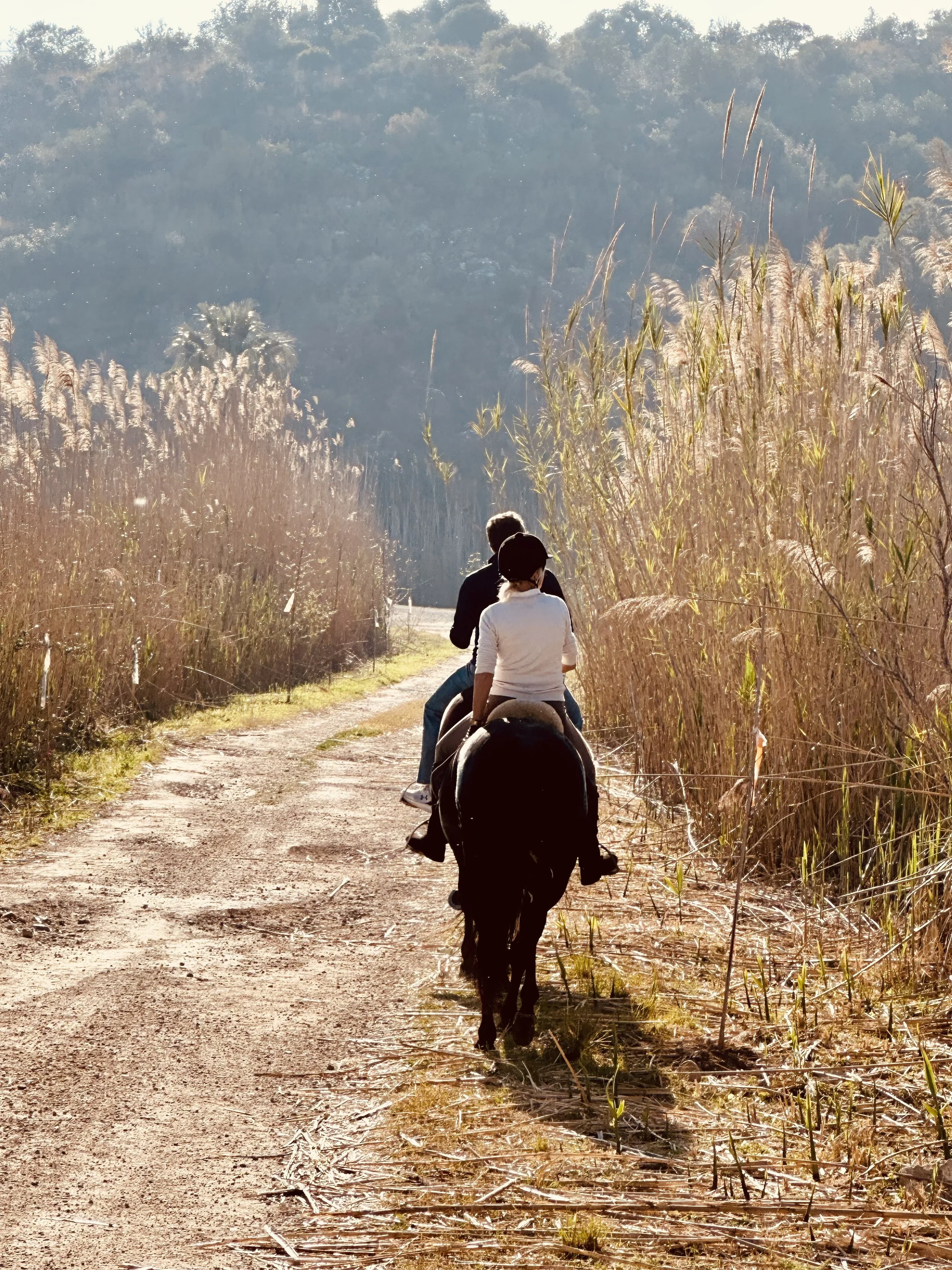 Nature horse riding experience in Oliva Natural Park, Spain with Luontopolku horse coaching.
