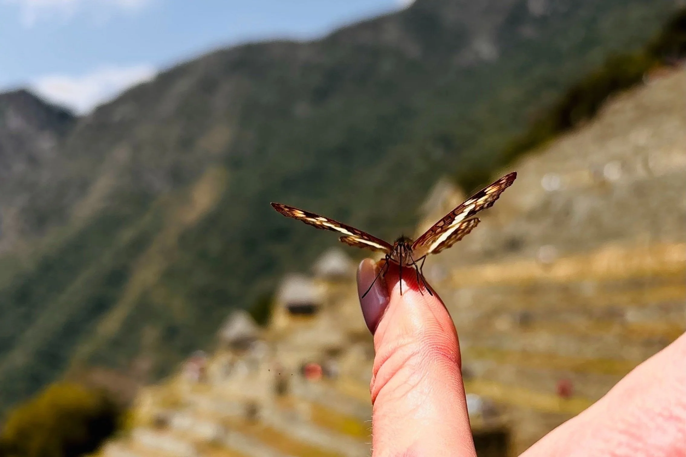 Butterfly resting on a hand in nature, symbolising stillness, connection, and a gentle pause outdoors.