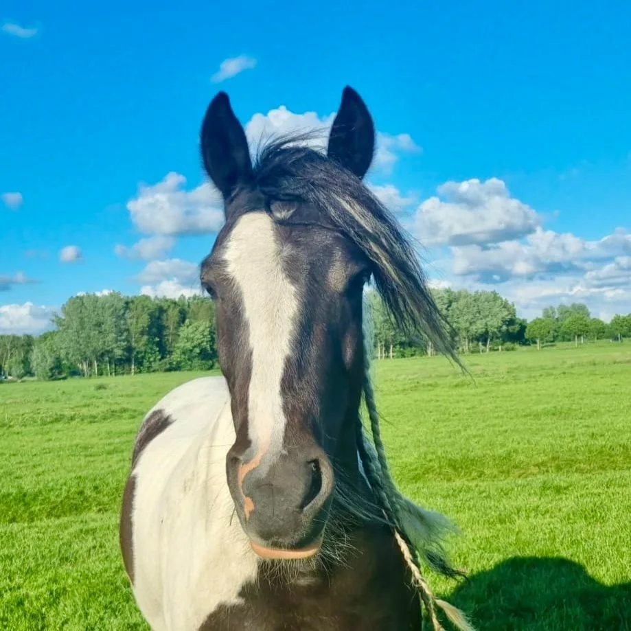 Jack the black-and-white Tinker horse standing calmly in a sunny green field in Costa Blanca.