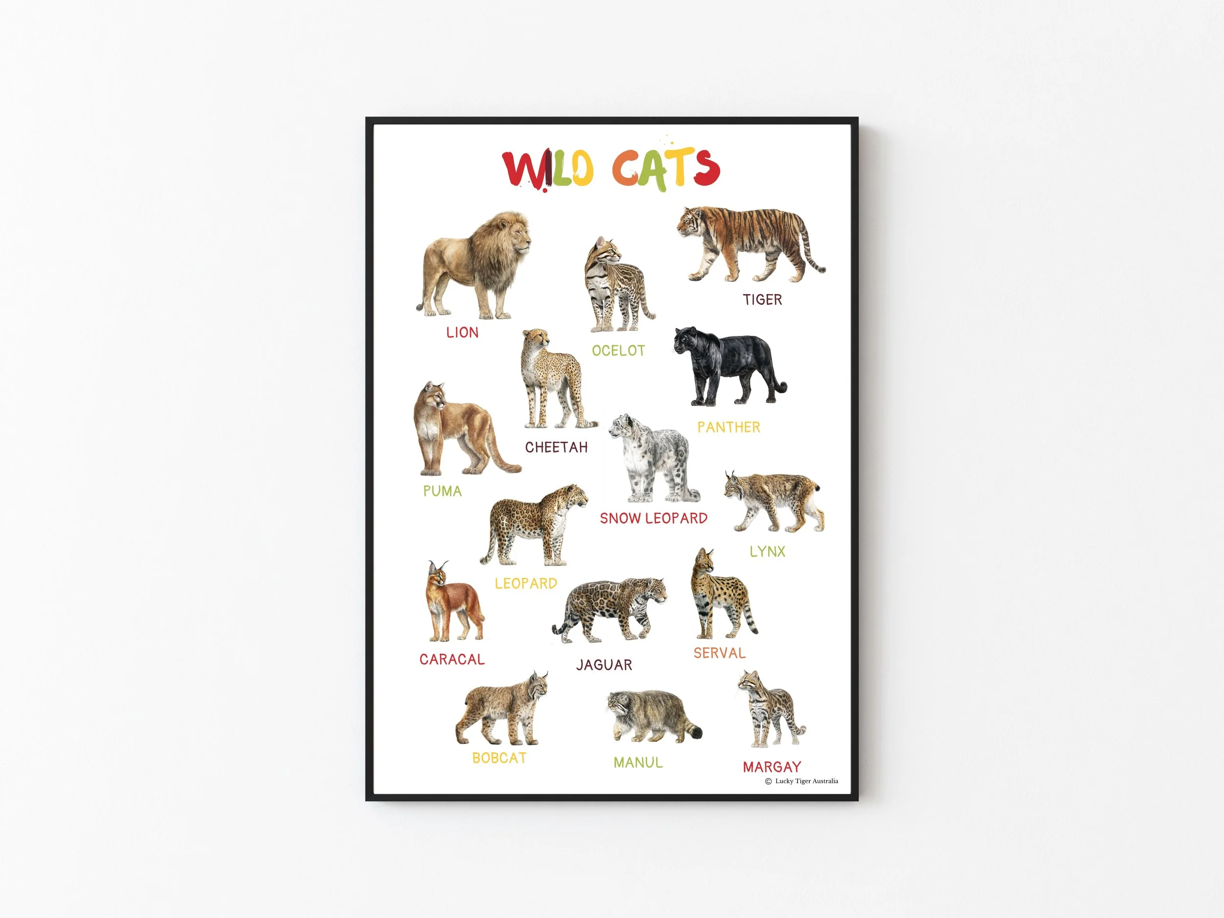 WILD CATS A3 PRINTED POSTER