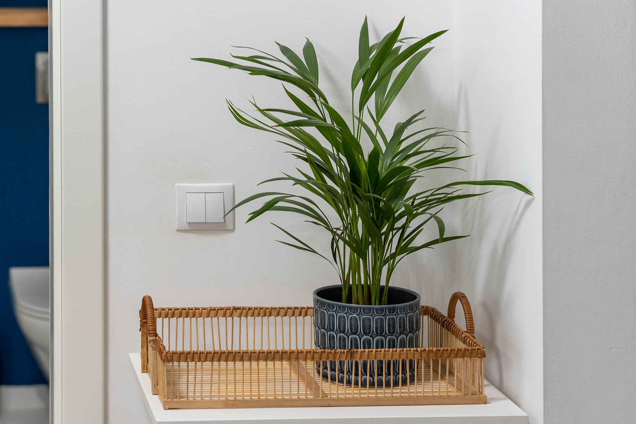 Potted plant with green leaves in a blue pot on a white shelf next to a wicker basket and a light switch in a room with white walls.