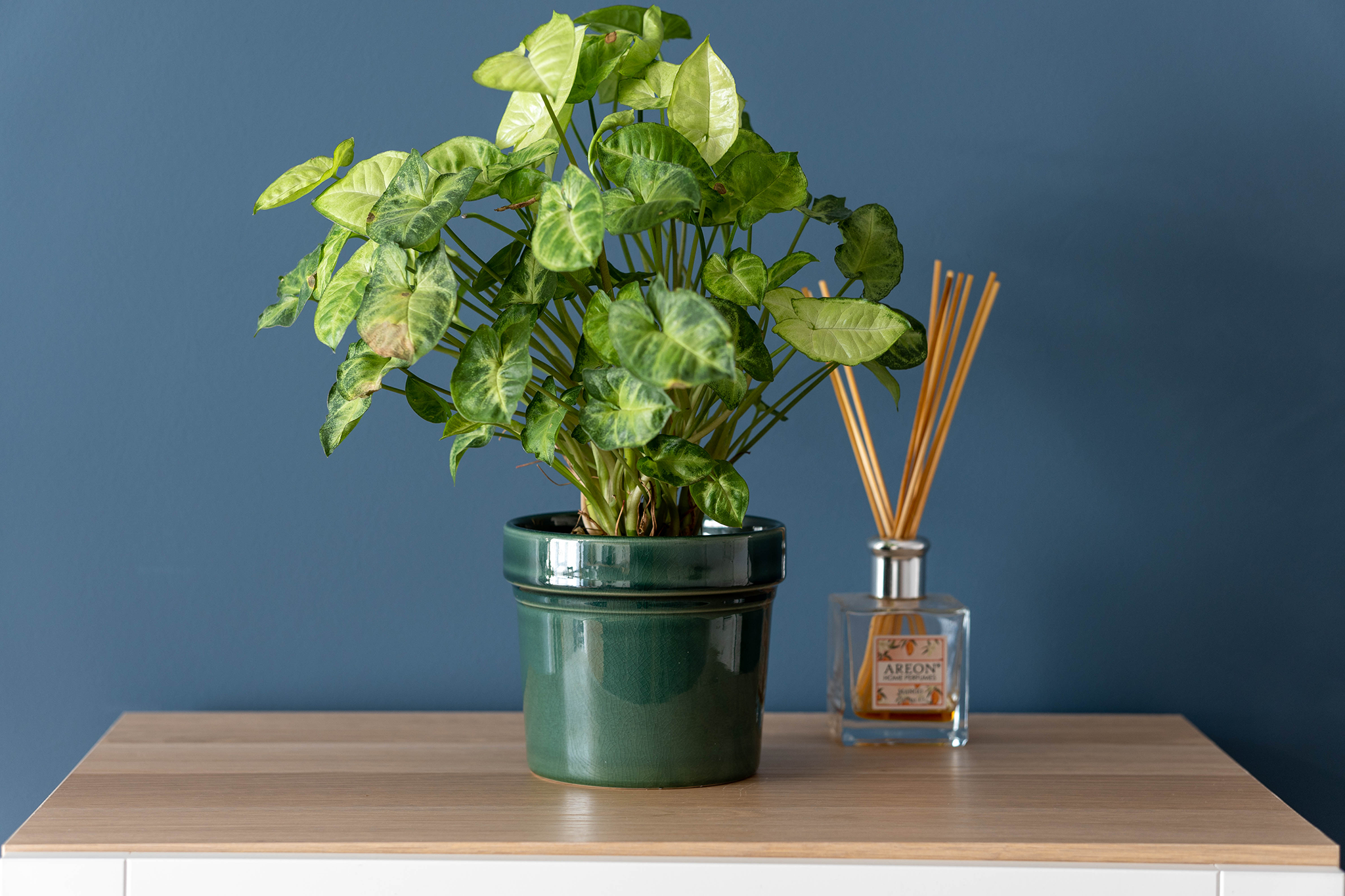 Potted plant next to a reed diffuser on a wooden surface with a blue wall backdrop.