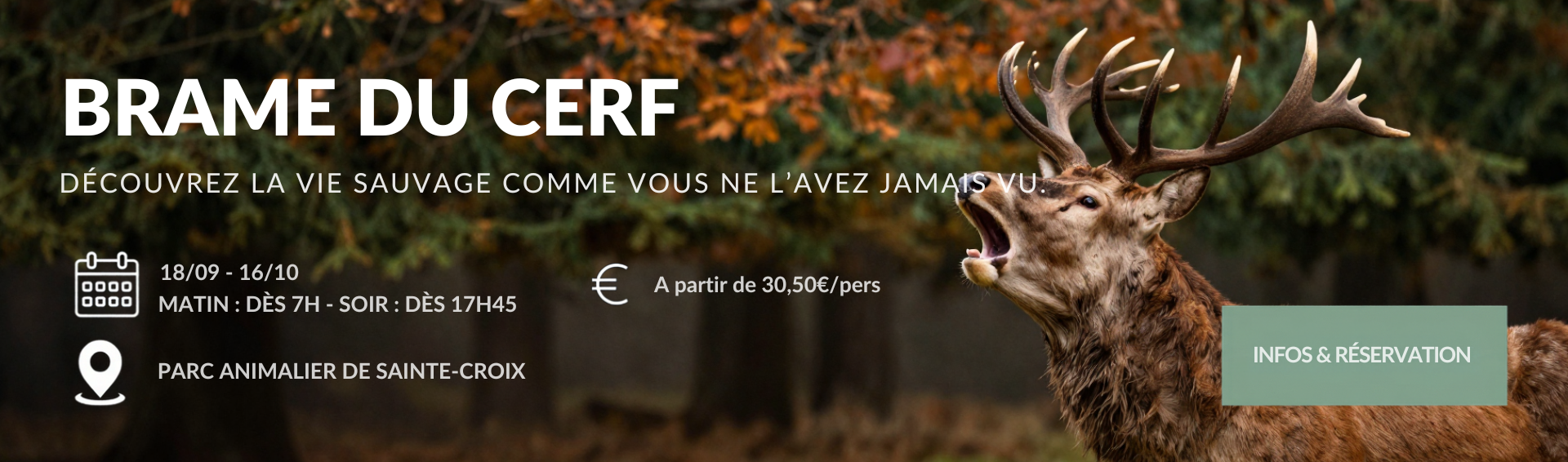Brame du cerf - Parc animalier Sainte-Croix 