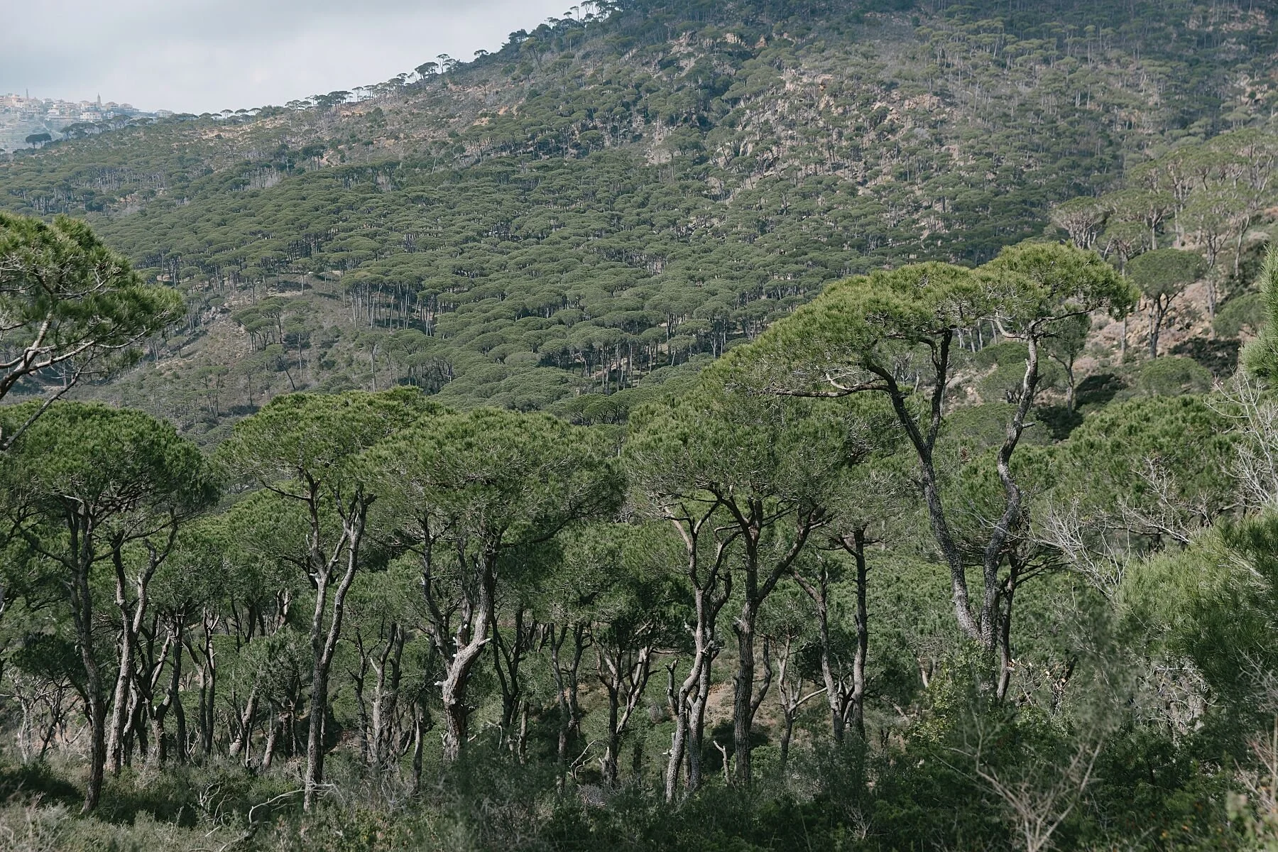PINÈDE, BKASSINE, LEBANON