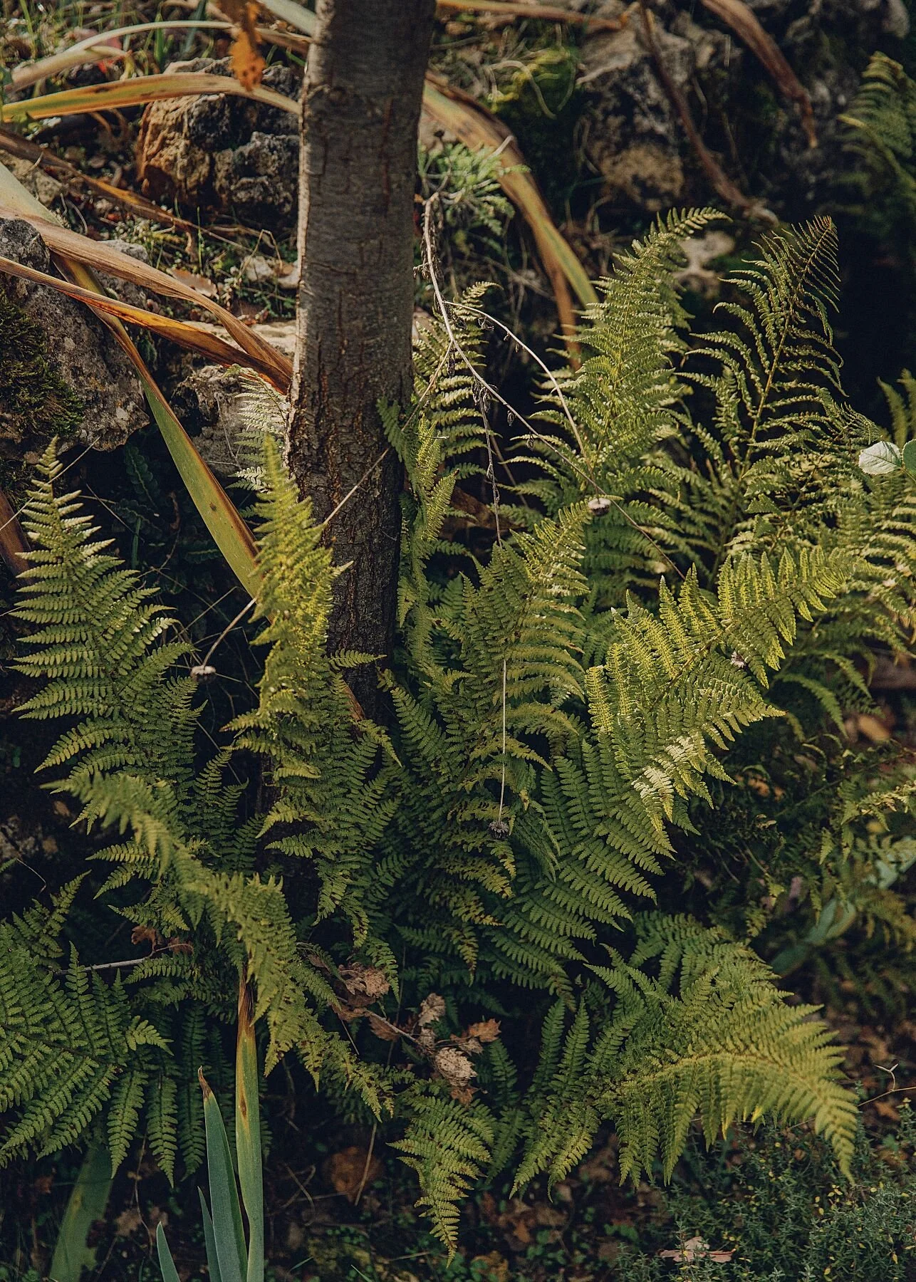GARDEN, DOUMA, LEBANON