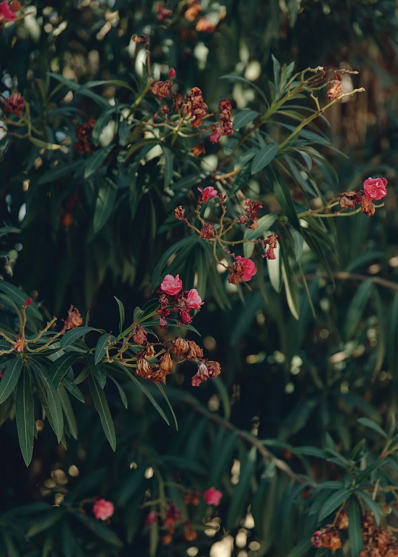 OSCAR NIEMEYER UNFINISHED III, TRIPOLI