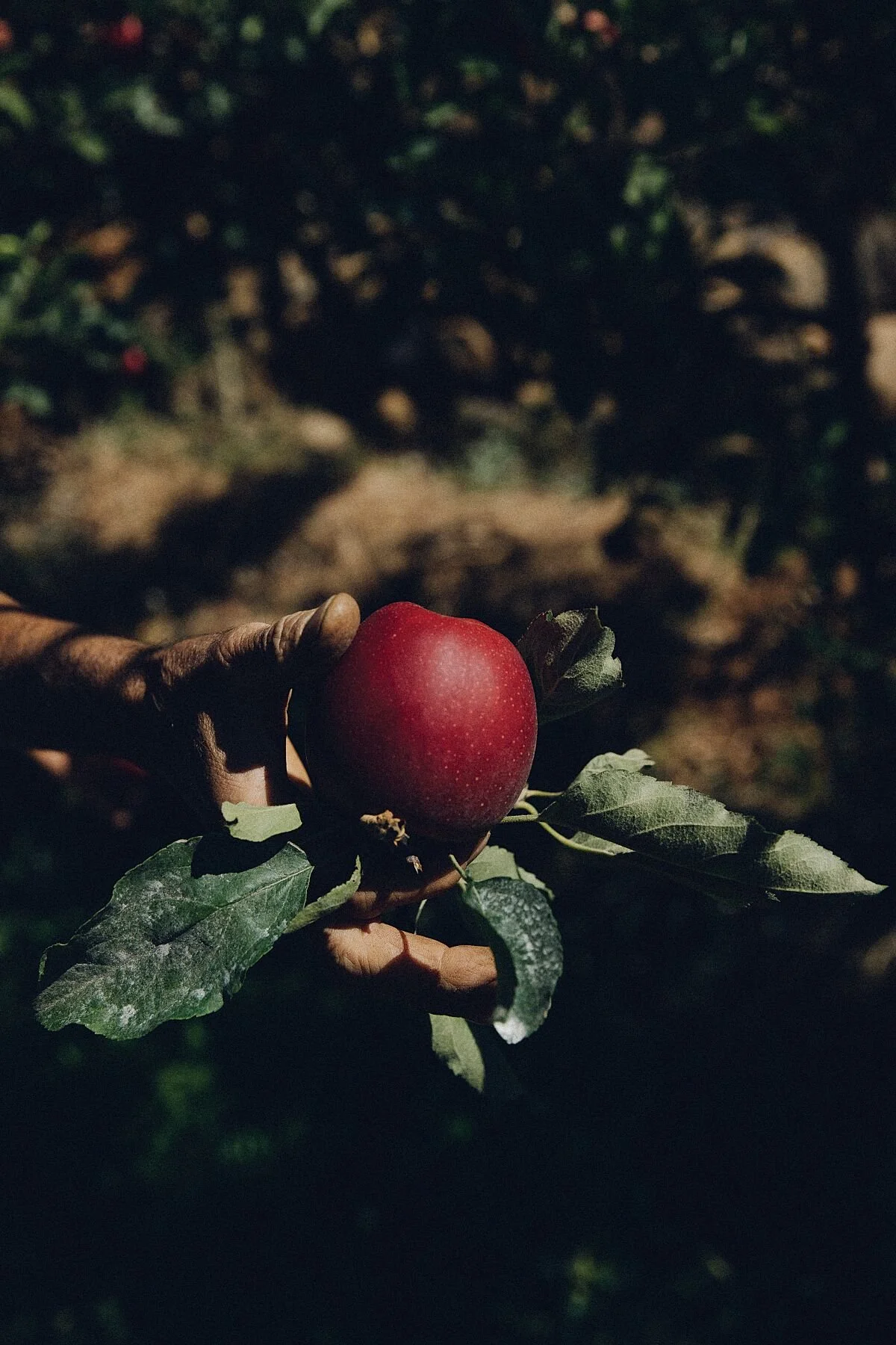 HARVEST, MOUNT LEBANON
