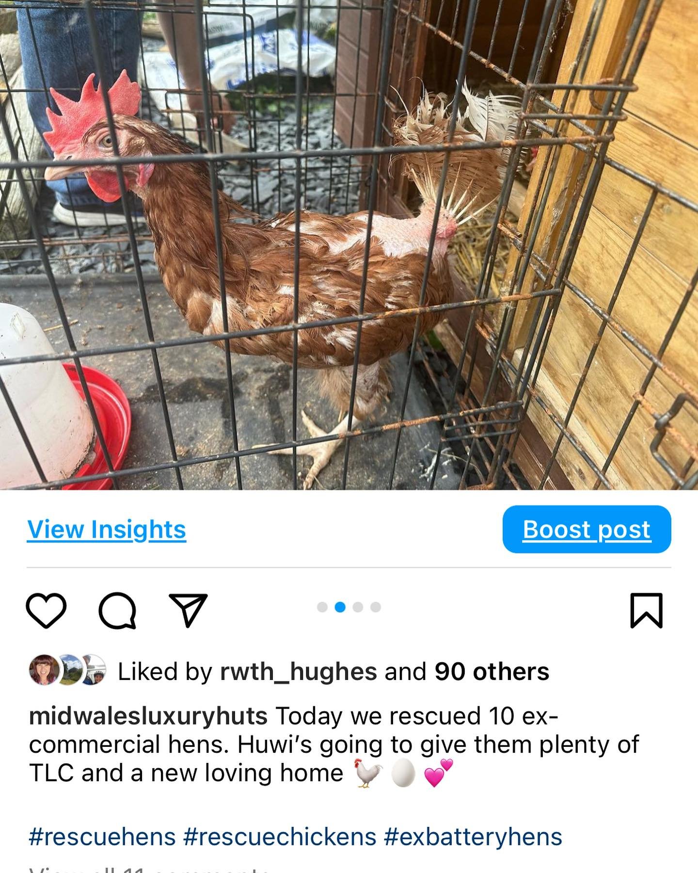 Some of you may remember our post back in June when we re-homed a few ex-commercial hens&hellip; here&rsquo;s an update on them today 🙌🏻🐓🤩 
Healthy, happy hens, living their best life and producing the best eggs for our guests!

Mae&rsquo;n anodd