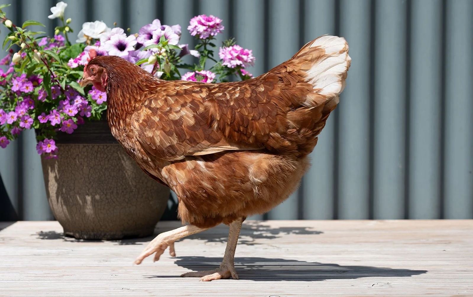 A brown chicken standing on a wooden surface next to a pot of purple, pink, and white flowers, with a blue curtain in the background.