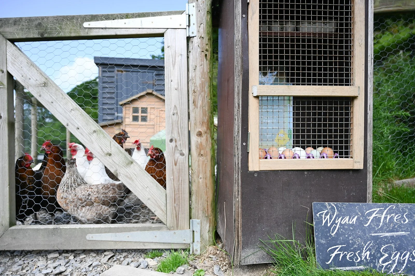 Chicken coop with chickens and a nesting box with eggs, and a sign reading "Wyan Ares Fresh Eggs"