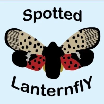 Lantern Fly Motion Graphic