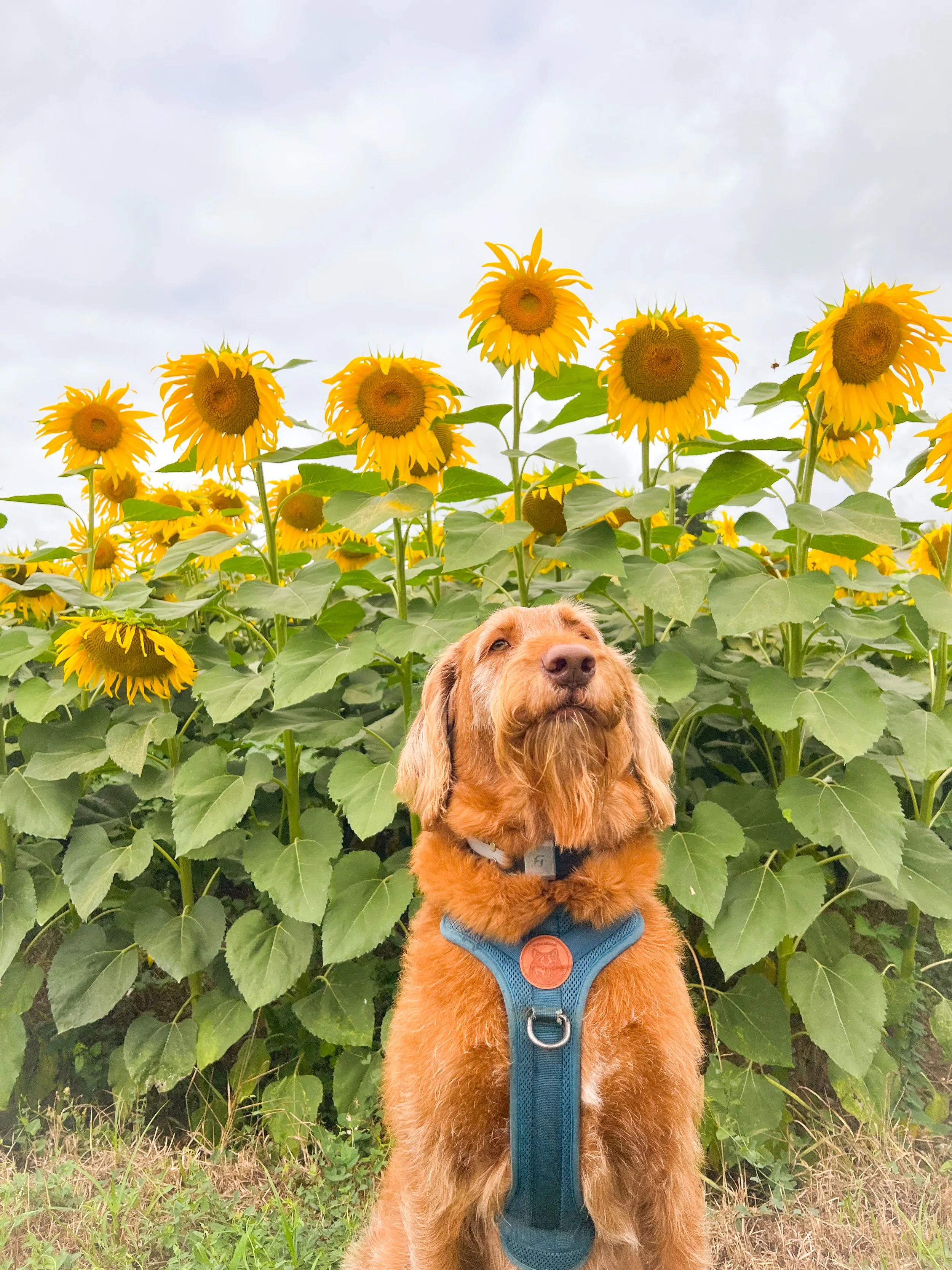 Our dog, Copper looks like he's about to sneeze in front of a field of sunflowers in Bordeaux, France