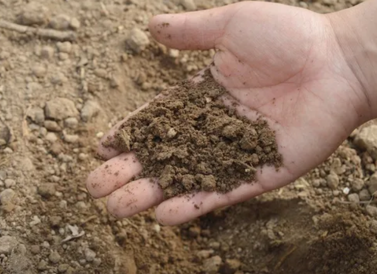 Optimize Vegetable Gardens with Soil and Water Management