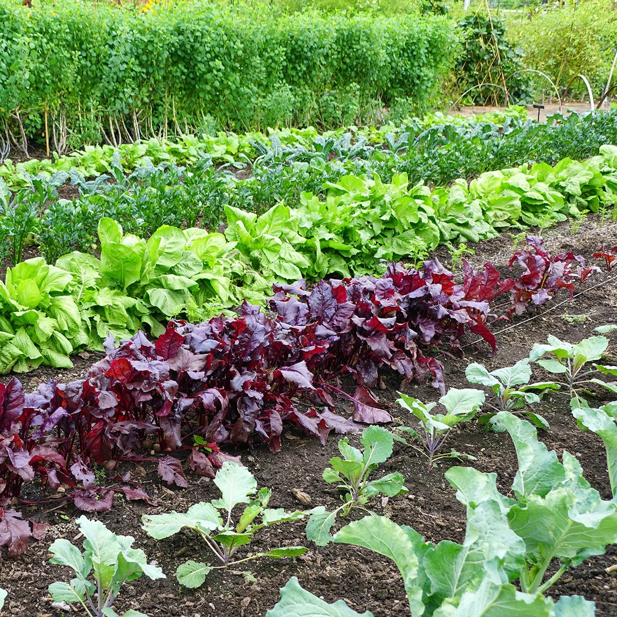 Optimizing Vegetable Gardens with Soil and Water Management