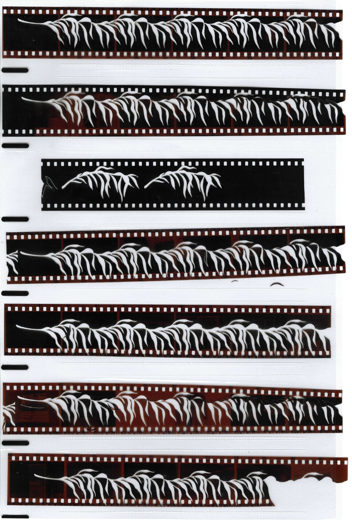 X-ray film strips showing images of a snake, with some strips depicting the snake in different positions and angles.