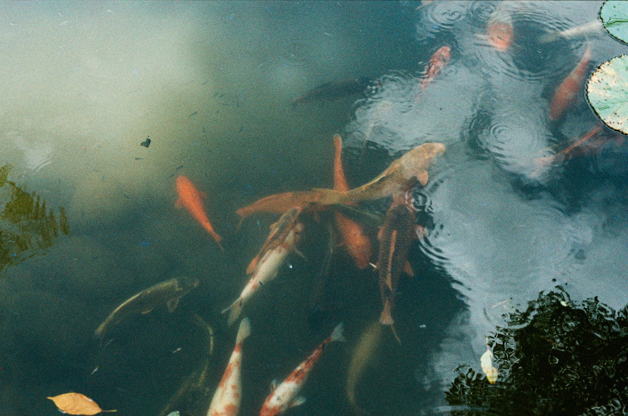 Freshly caught koi fish swimming in a pond, with lily pads and floating leaves.