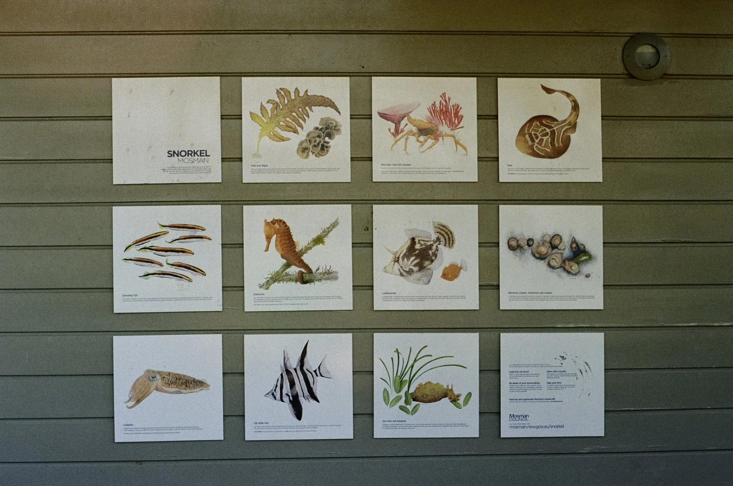 Display with illustrations and descriptions of various marine creatures, including an eel, crabs, and fish, arranged in a grid on a gray slatted wall.