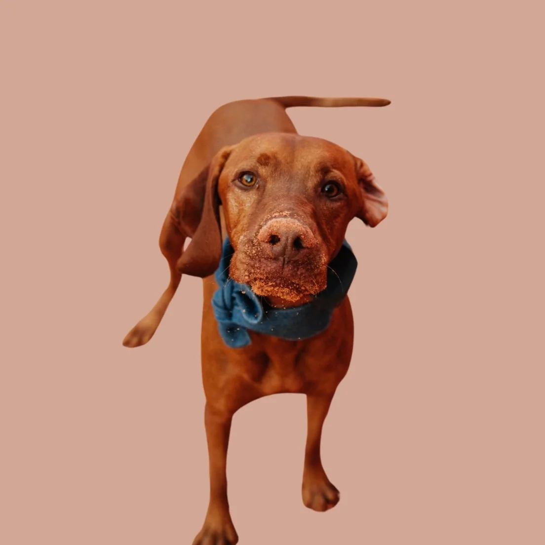 A brown dog with a blue bandana around its neck, and sand on its nose, looking directly at the camera with a neutral background.