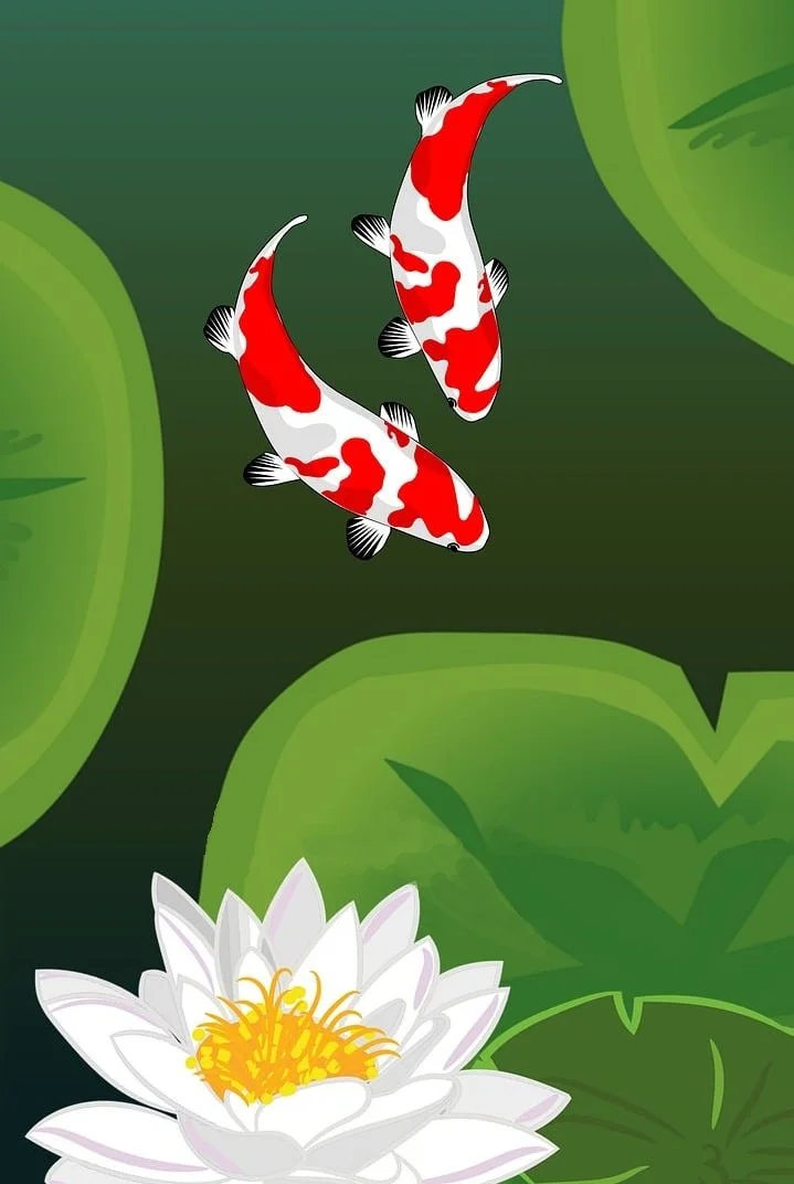 24.07.2026 – Koi