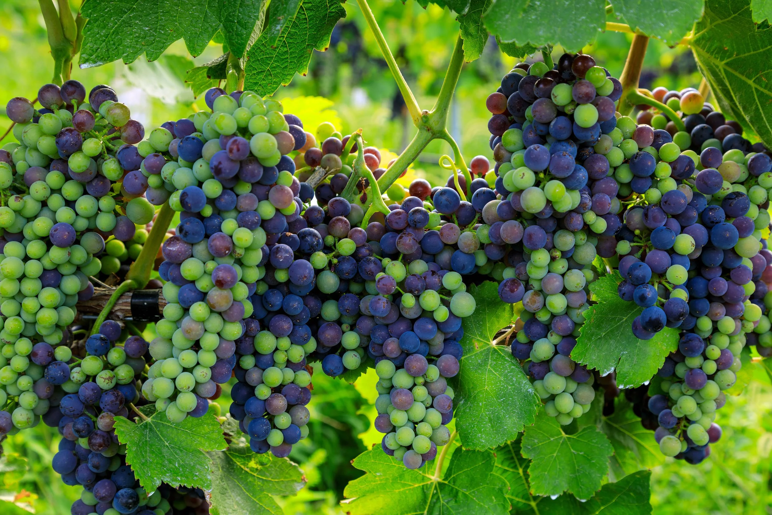 Clusters of green and purple grapes hanging from a vine with green leaves.