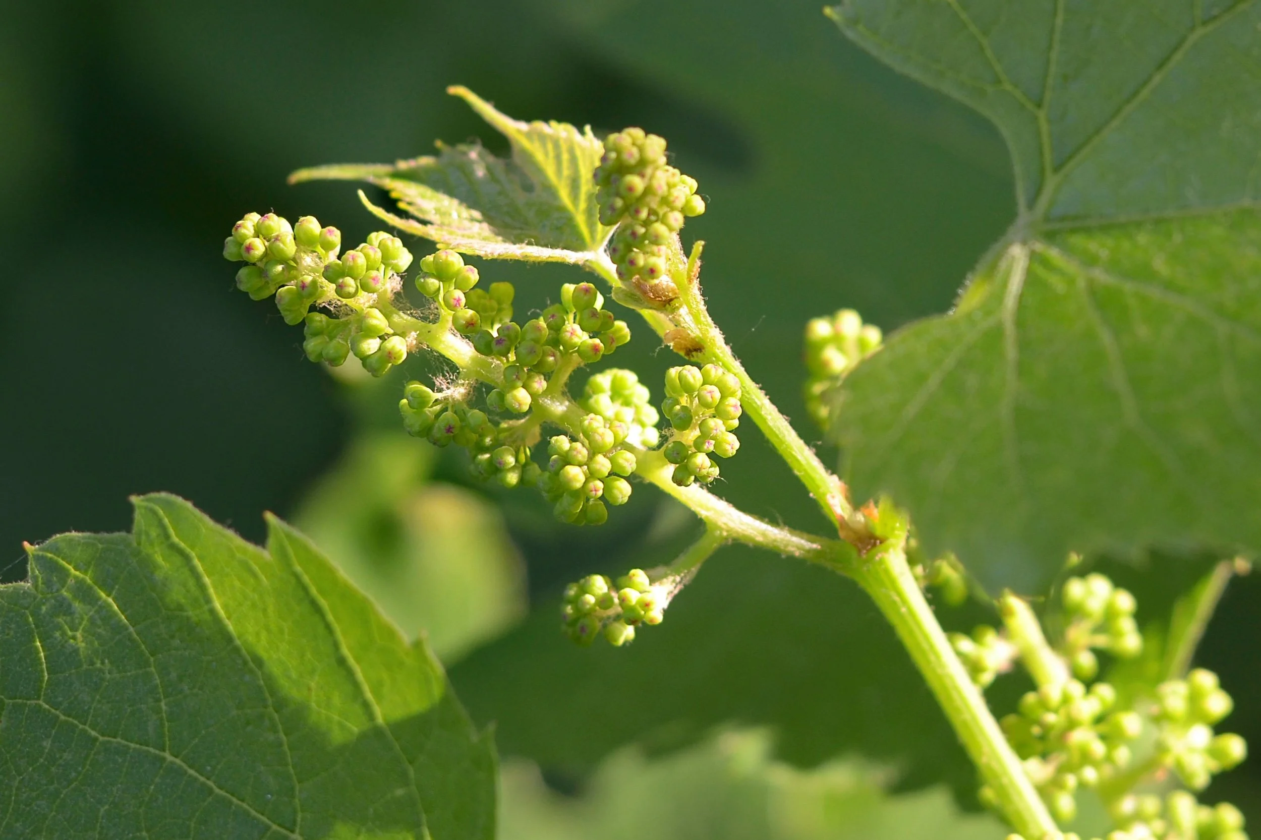 Close-up of a grapevine with small, green grape clusters and large green leaves.